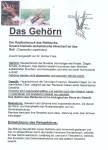 Das Geh&ouml;rn